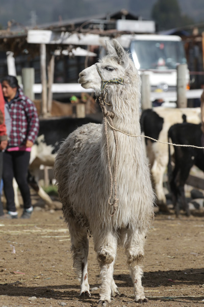 Lama op Markt in Riobamba